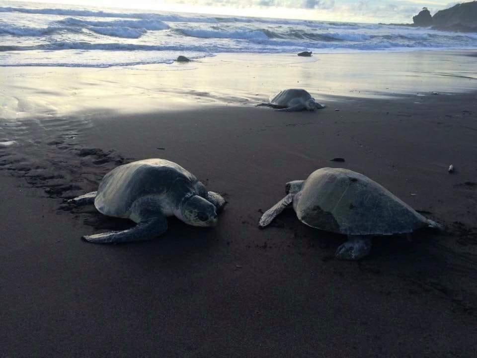 Cocobolo Beach Boutique Hotel San Juanillo Luaran gambar